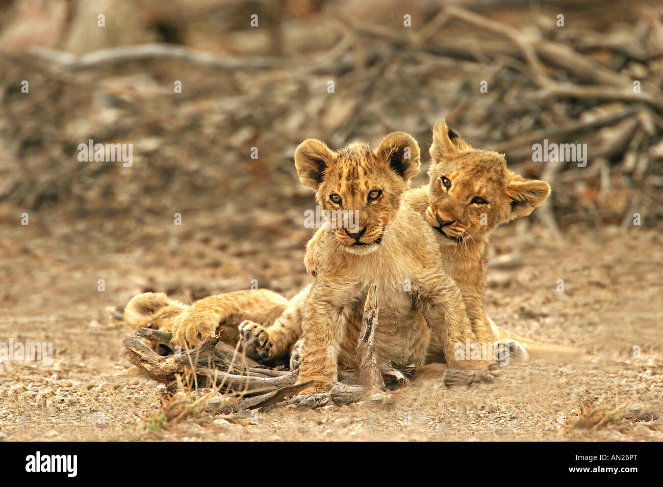 Afrikanischer Loewe African Lion Panthera Leo Afrika Africa Stock Photo
