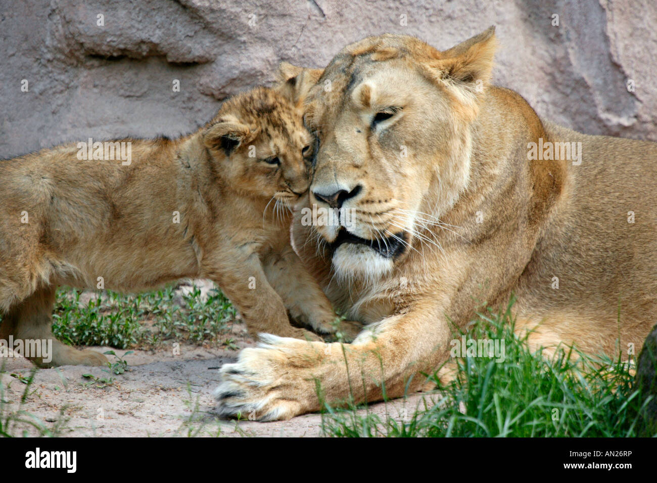 Asiatischer Löwe Panthero leo persica Asiatic Lion Jungtiere Stock Photo