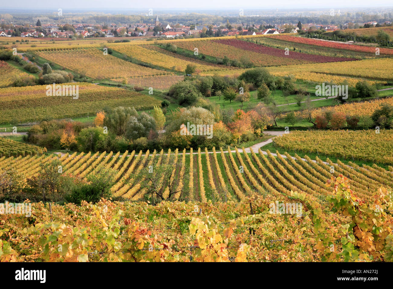 Autumnal Colours in Germany, Suedliche Weinstrasse Rheinland Pfalz Neustadt, Southern wine route Stock Photo
