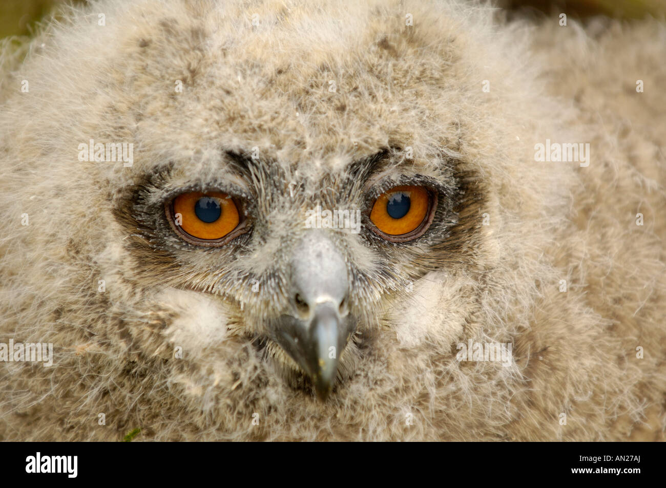 Uhu Bubo bubo Eagle Owl Europe middle Europe Europa Mitteleuropa Stock Photo