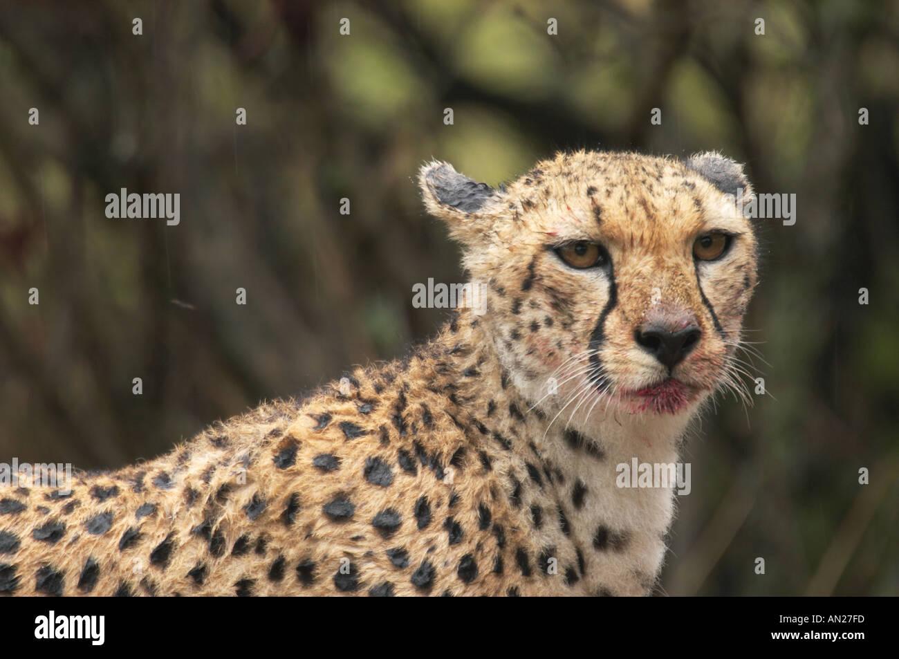 Young cheetah with blood on its face Stock Photo - Alamy