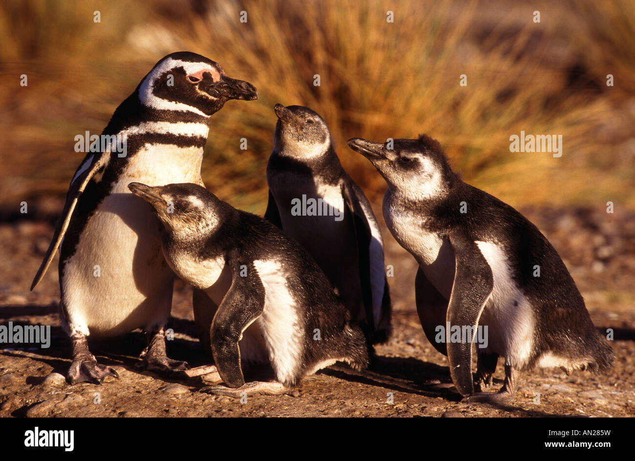 Penguin With Chicken High Resolution Stock Photography And Images Alamy Penguin With Chicken High Resolution Stock Photography And Images Alamy
