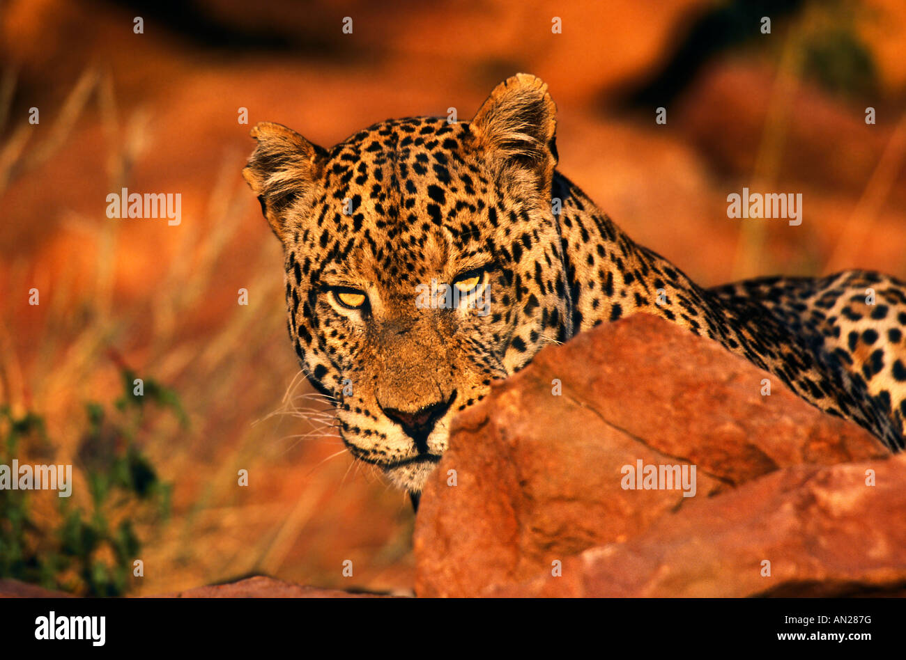 Leopard Panthera pardus Abendsonne sun Damaraland Namibia Afrika Stock Photo