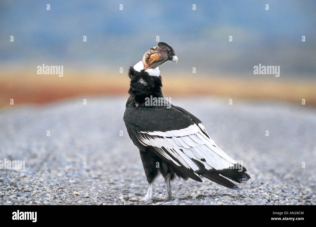 Andenkondor Chile Andean condor Vultur gryphus Stock Photo