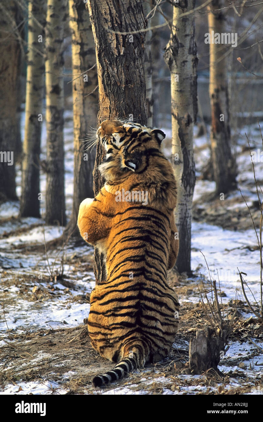 Sibirischer Tiger Amurtiger Siberian Tiger Panthera tigris altaica Tiger Park Harbin China Stock Photo