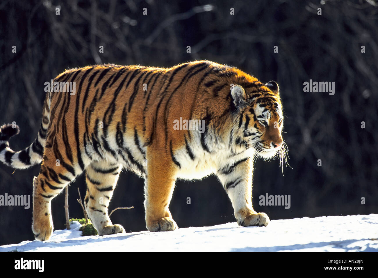 Sibirischer Tiger Saeugetiere Siberian Tiger Panthera tigris altaica Stock Photo