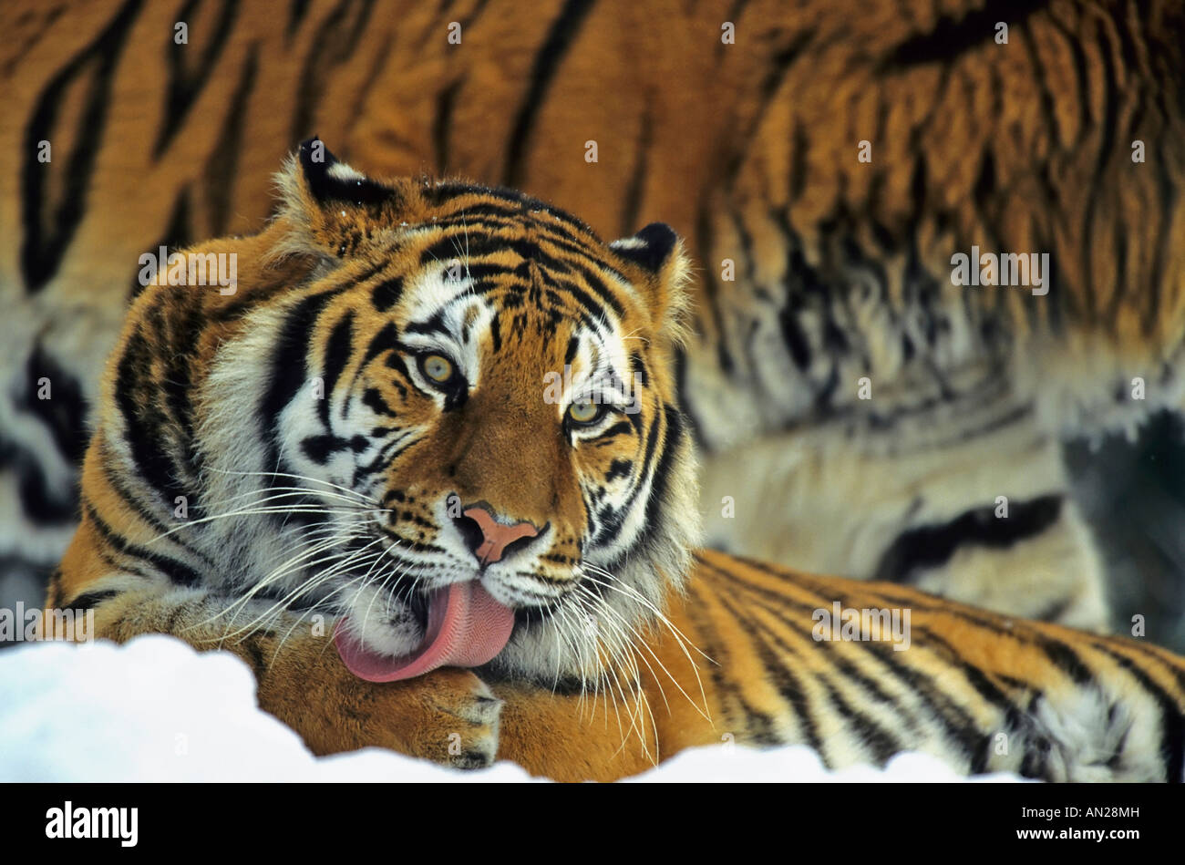 Sibirischer Tiger Amurtiger Siberian Tiger Panthera tigris altaica Stock Photo