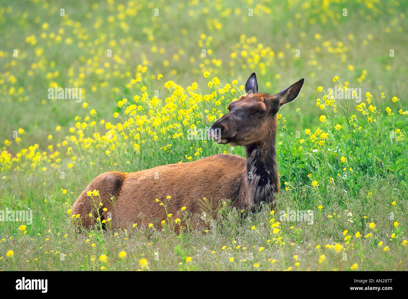 Wapiti Elk Cow in Flowers Kuh Cervus elaphus Yellowstone NP USA Stock Photo