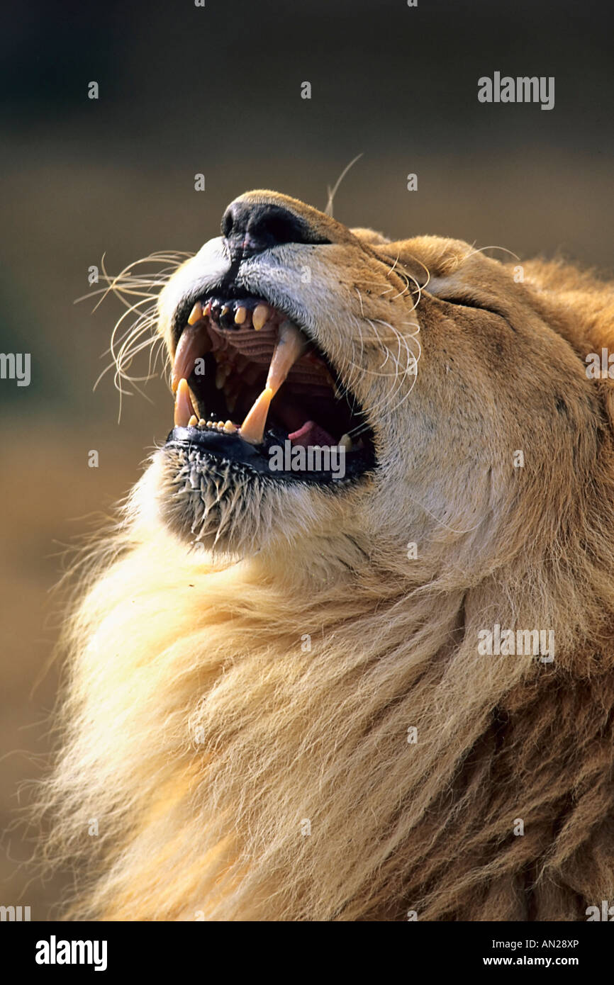 Loewe African Lion male maennchen Panthera leo Stock Photo