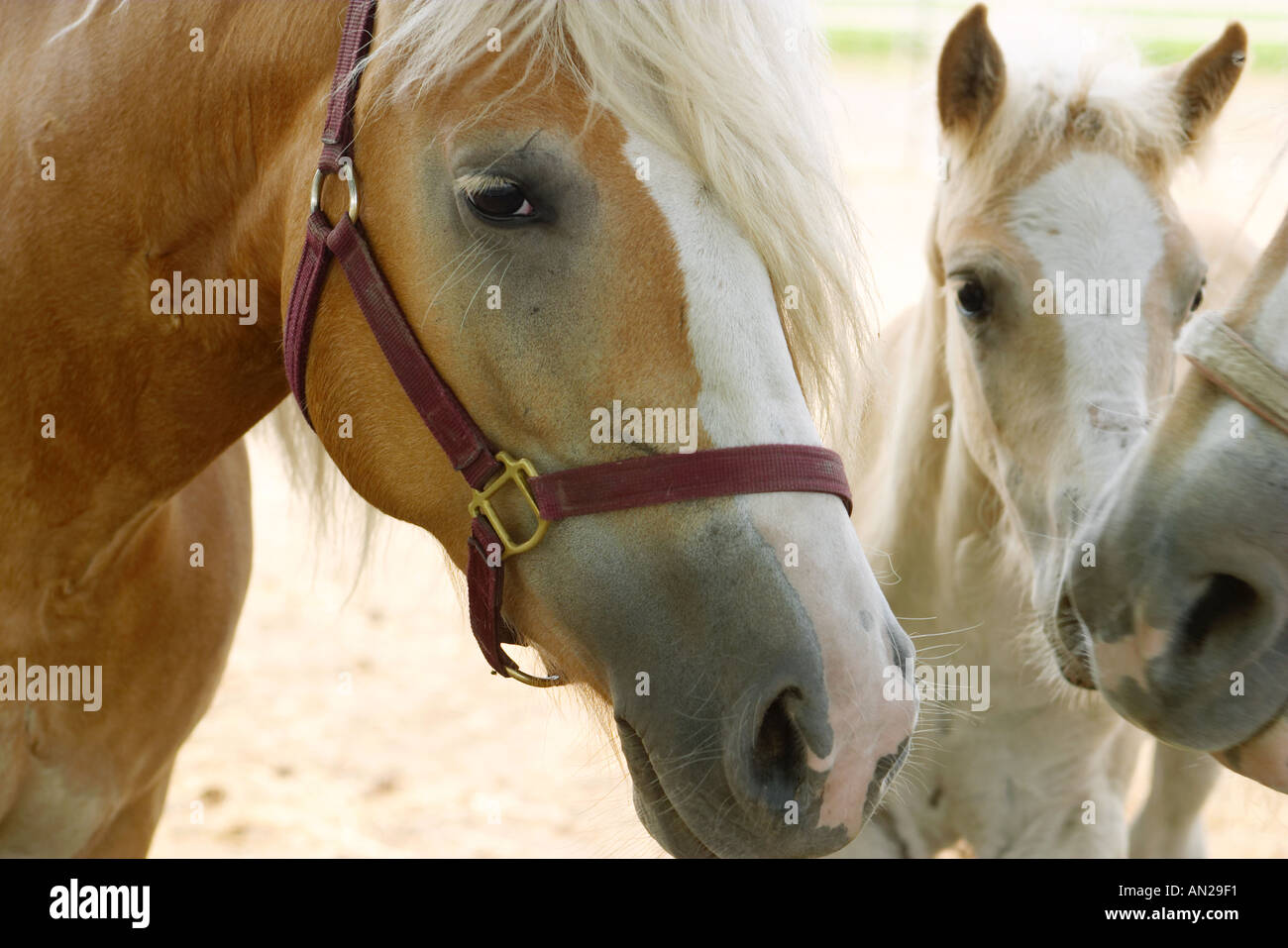 ANIMALS Arthur Illinois Haflinger horse used by Amish as buggy and