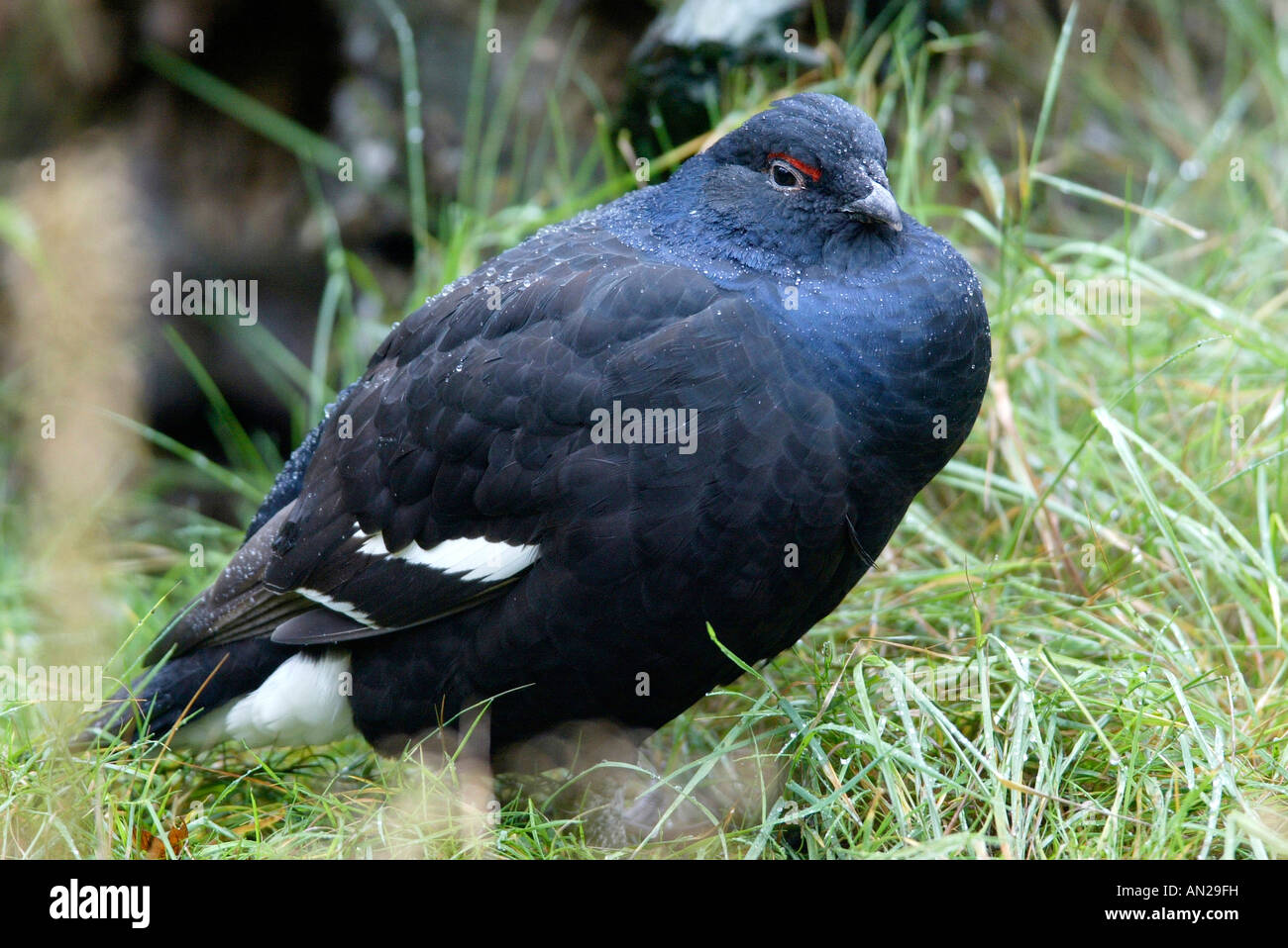 Birkhuhn sweden Black Grouse lyrurus tetrix Stock Photo Alamy