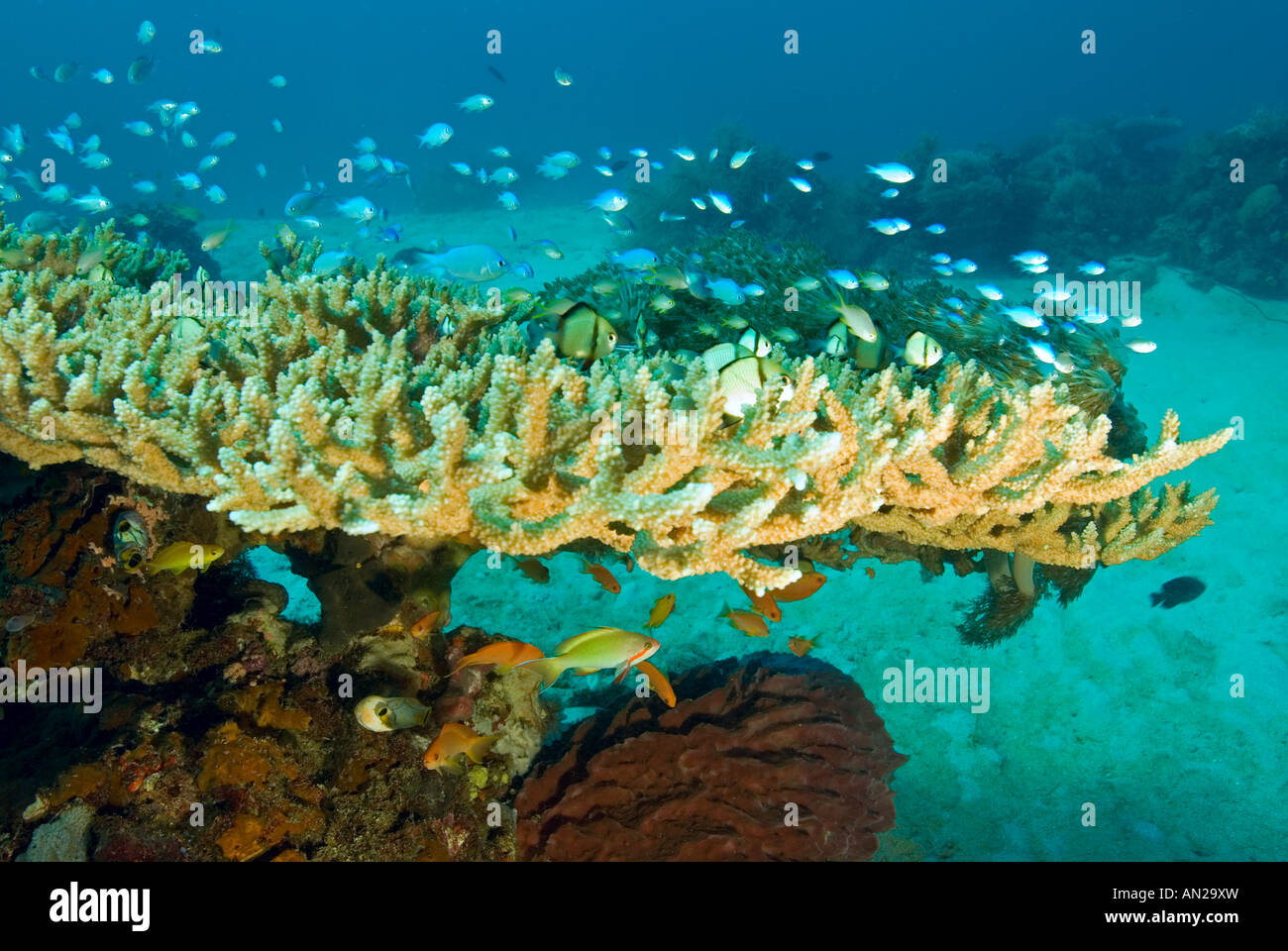 Table coral and hiding damsel fishes between branches Komodo National Park Indonesia Stock Photo