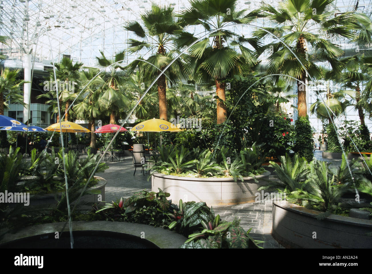 Navy Pier Chicago Illinois Crystal Garden Indoor Garden Palm Trees