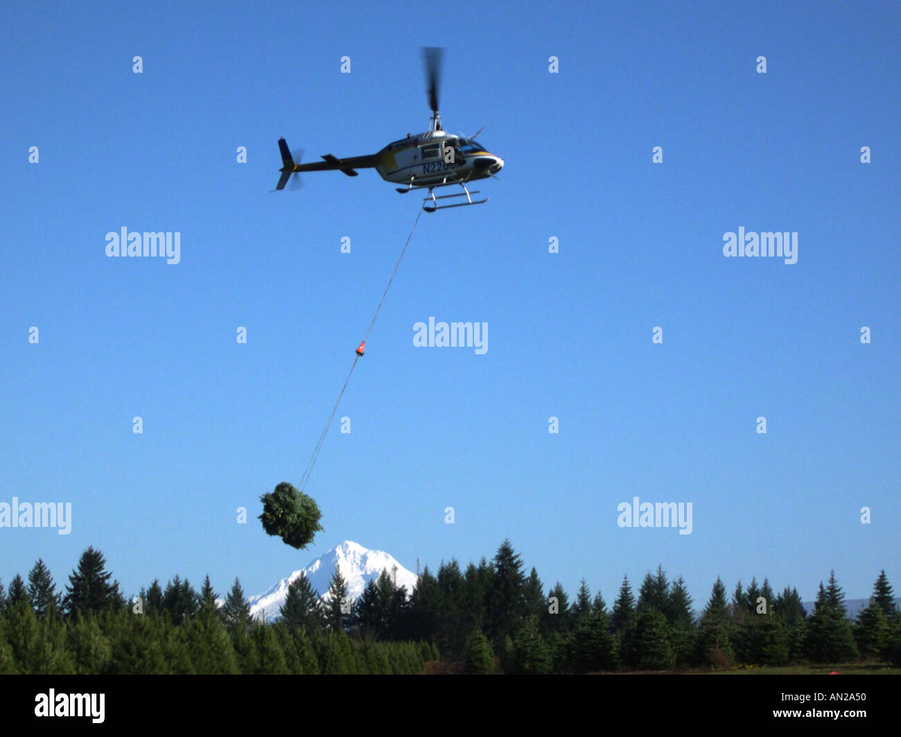 Chrismas tree harvesting by helicopter Stock Photo Alamy