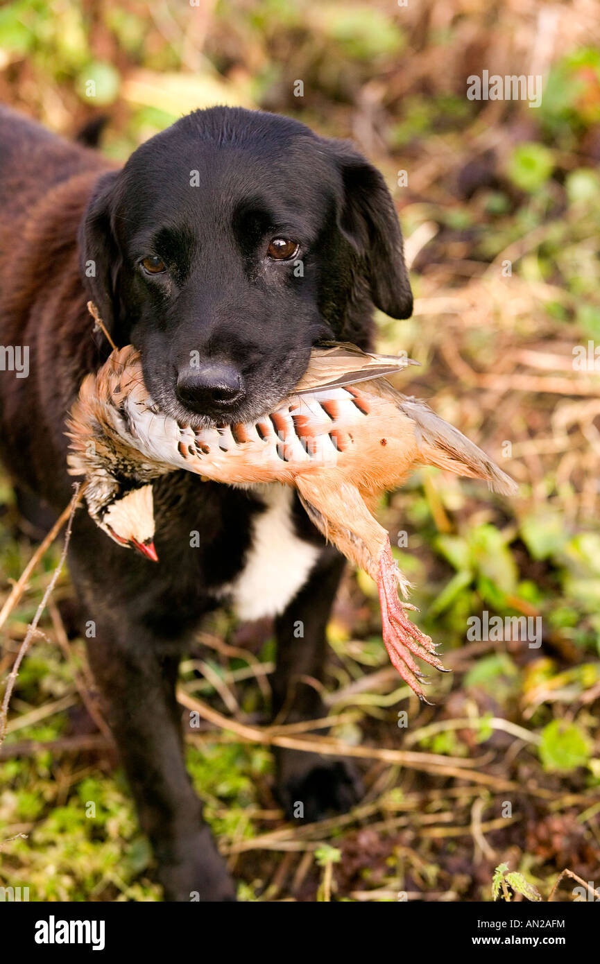 Gun dog with Pheasant in his mouth Stock Photo