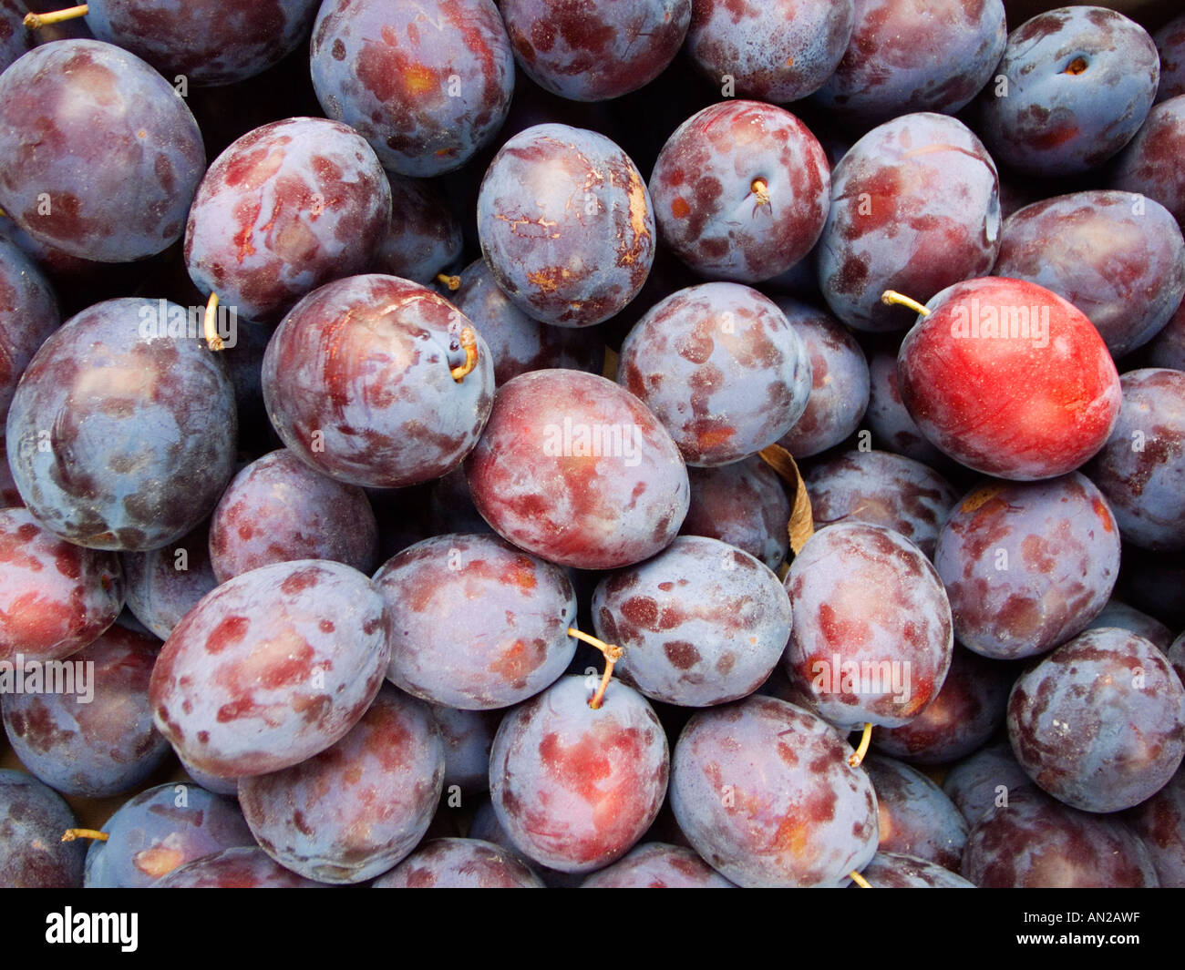 fresh plums Stock Photo