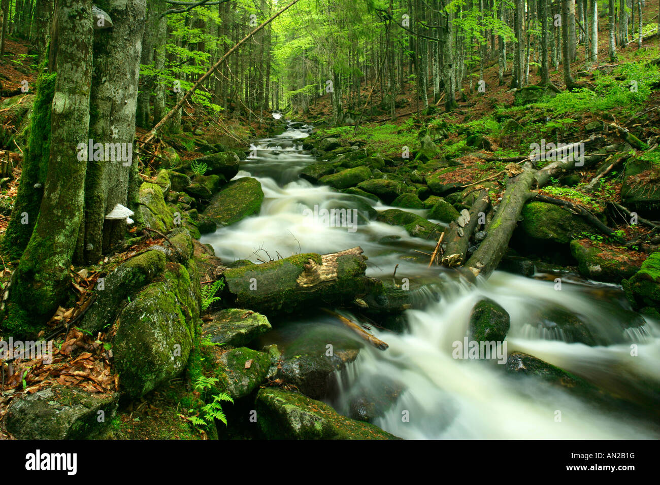 Stream with moss covered rocks in primeval forest Bavarian Forest National Park Bavaria Germany Stock Photo