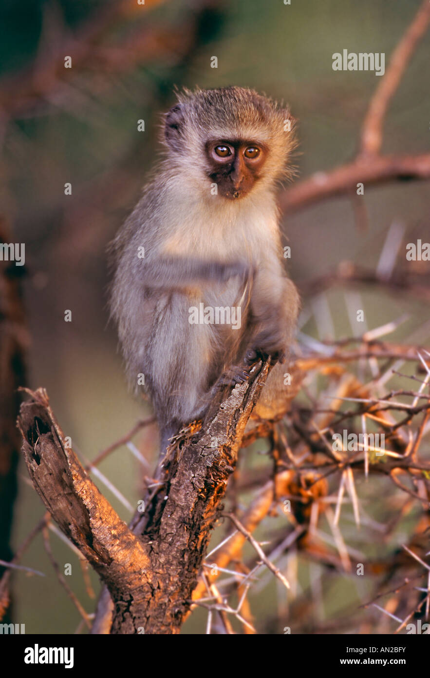 Gruene Meerkatze Vervet Monkey Ceropithecus aethiops Krueger Nationalpark Suedafrika South africa Stock Photo