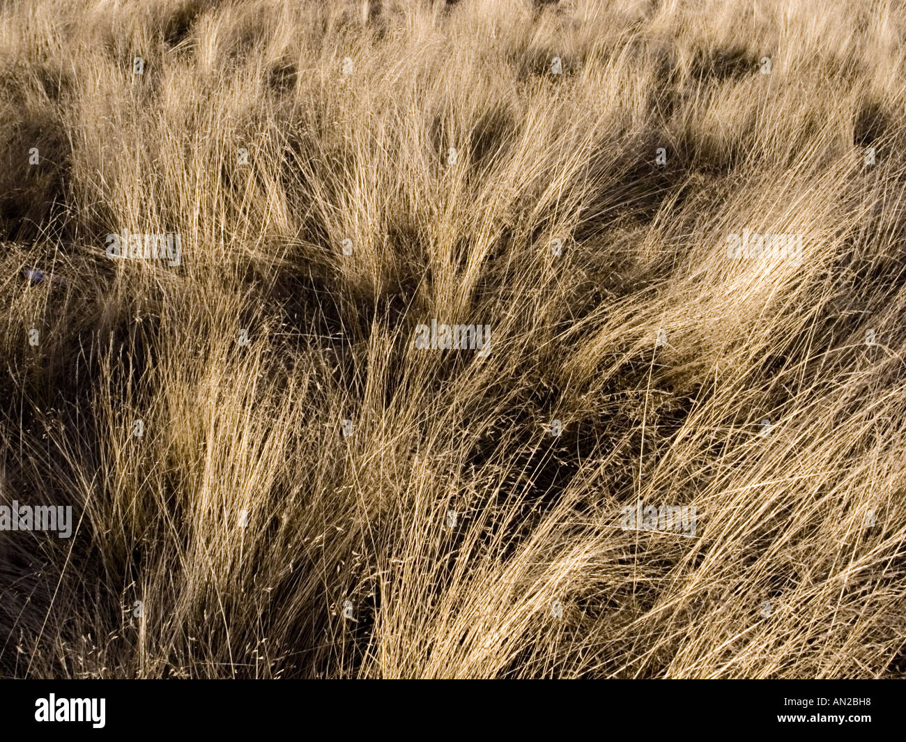Dried Weed In The Garden Stock Photo 8793687 Alamy