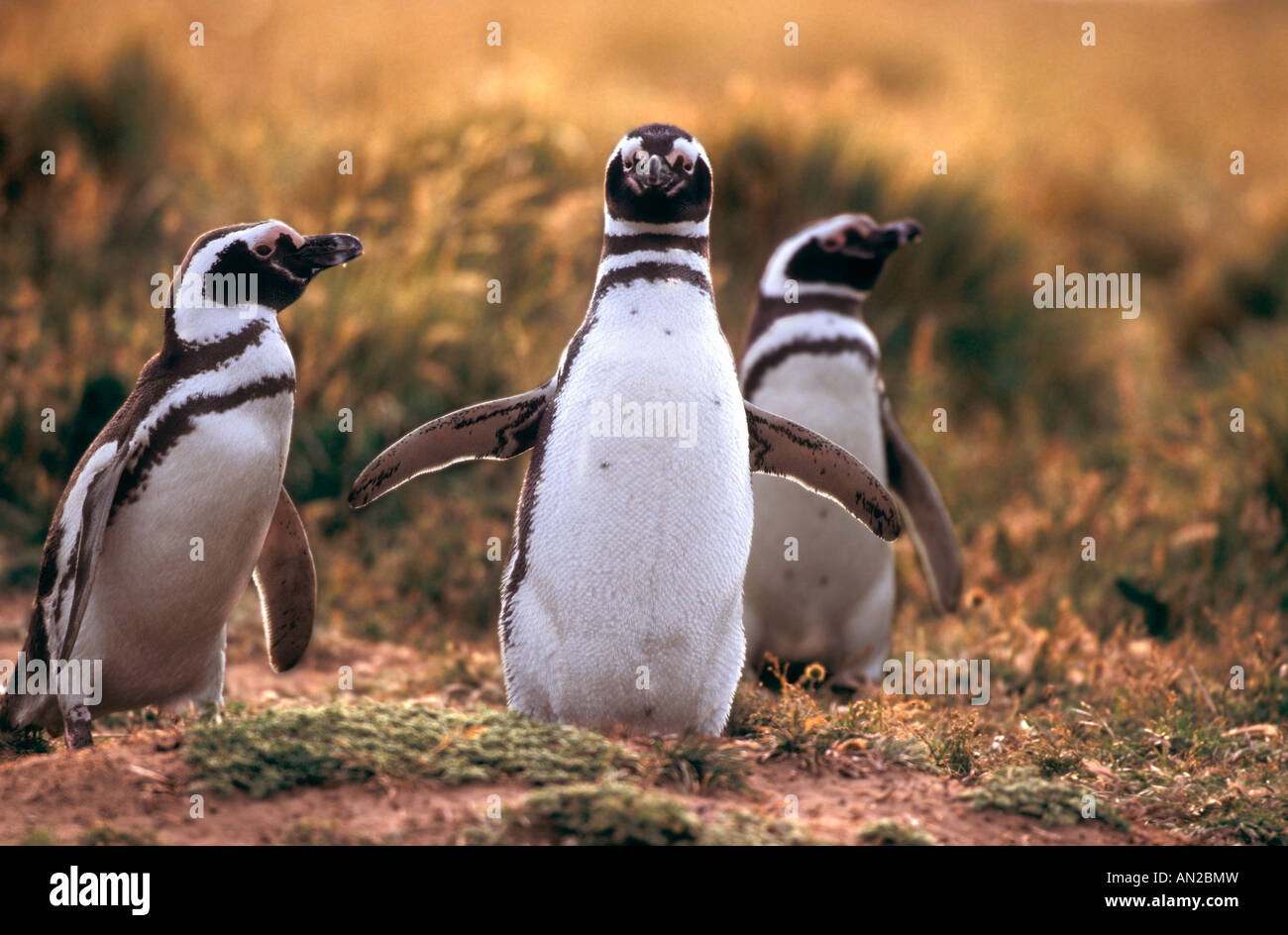 Pinguin Kolonie Magellanpinguine Seno Otway Patagonia Chile Spheniscus magellanicus Stock Photo