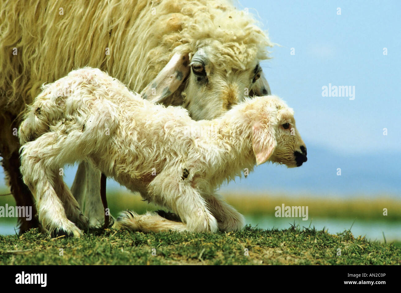 Schafe sheep neugeborenes newborn Stock Photo