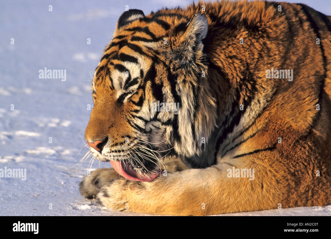 Sibirischer Tiger Amurtiger Siberian Tiger Panthera tigris altaica Stock Photo