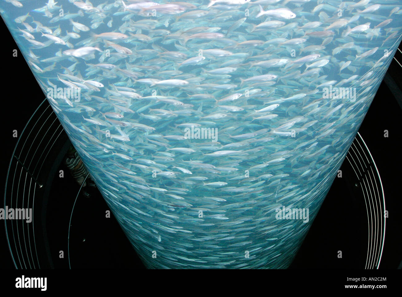 Kanaren Teneriffa Loro Park Unterwasserwelt Fische schwimmen im Kreis in einem Wasserzylinder Stock Photo