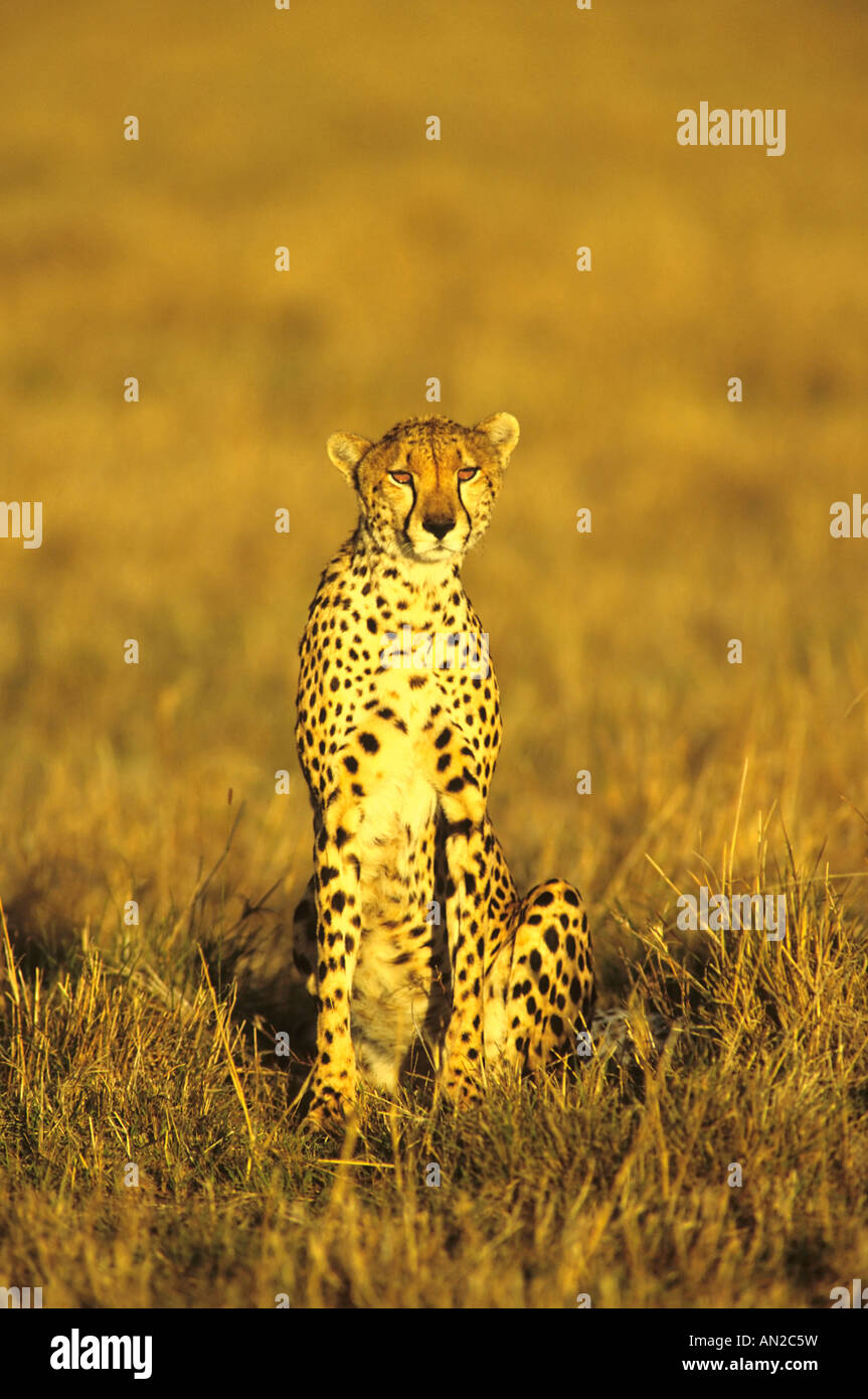 Gepard Cheetah Acinonyx jubatus Masai Mara Kenia Afrika Stock Photo