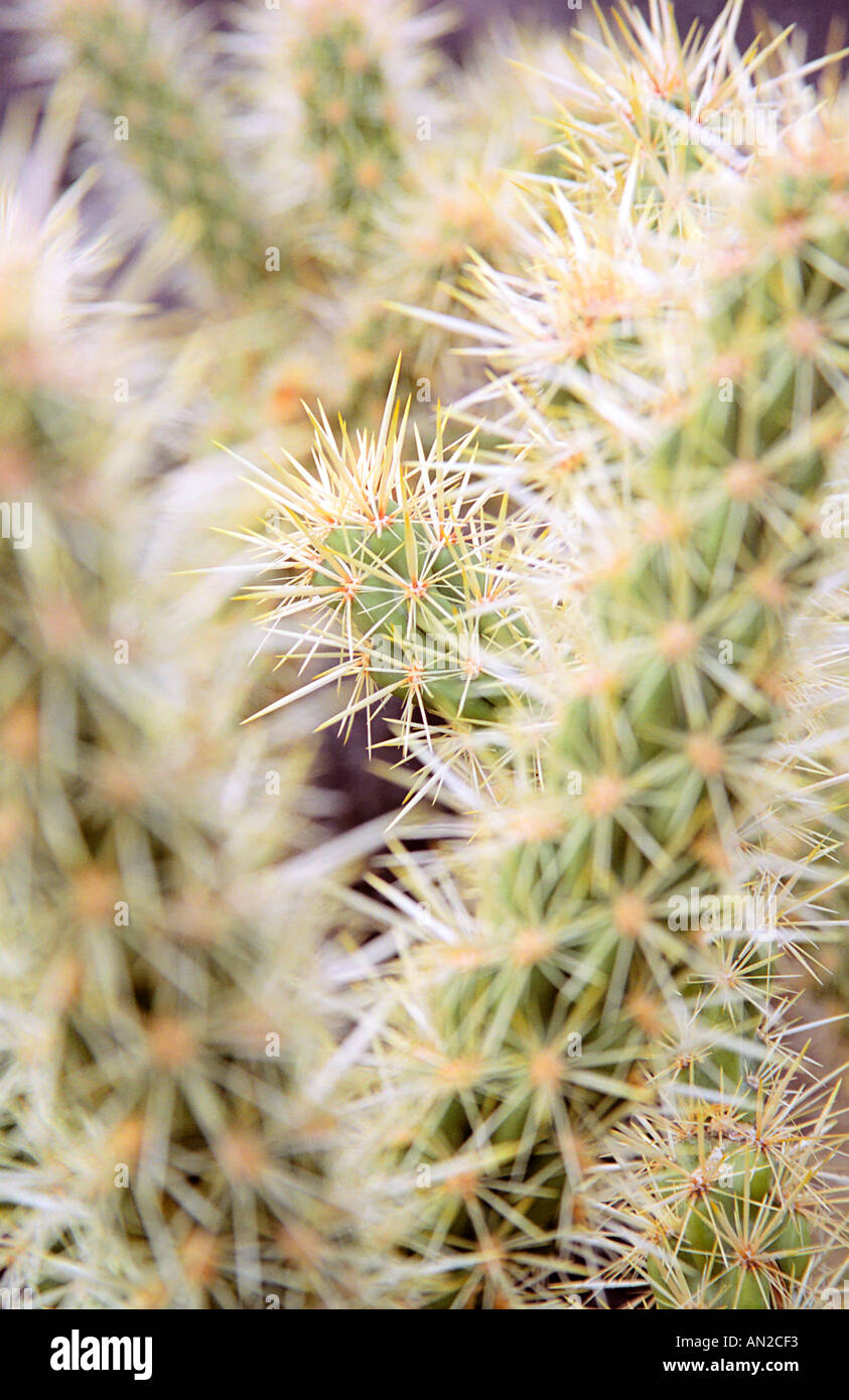 Close up of the cactus selective focus Stock Photo