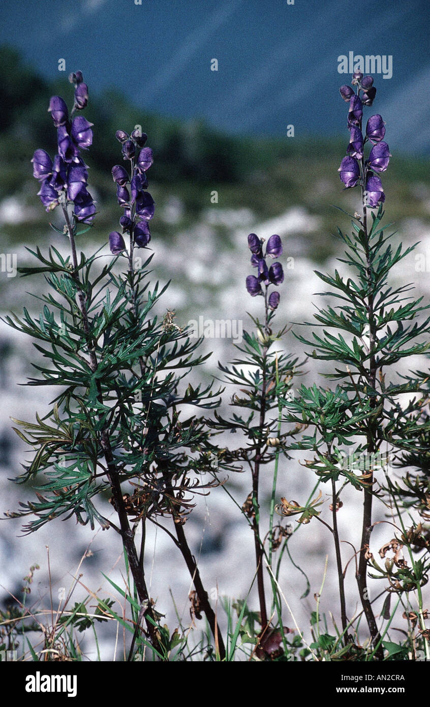 Monkshood flower seed hires stock photography and images Alamy