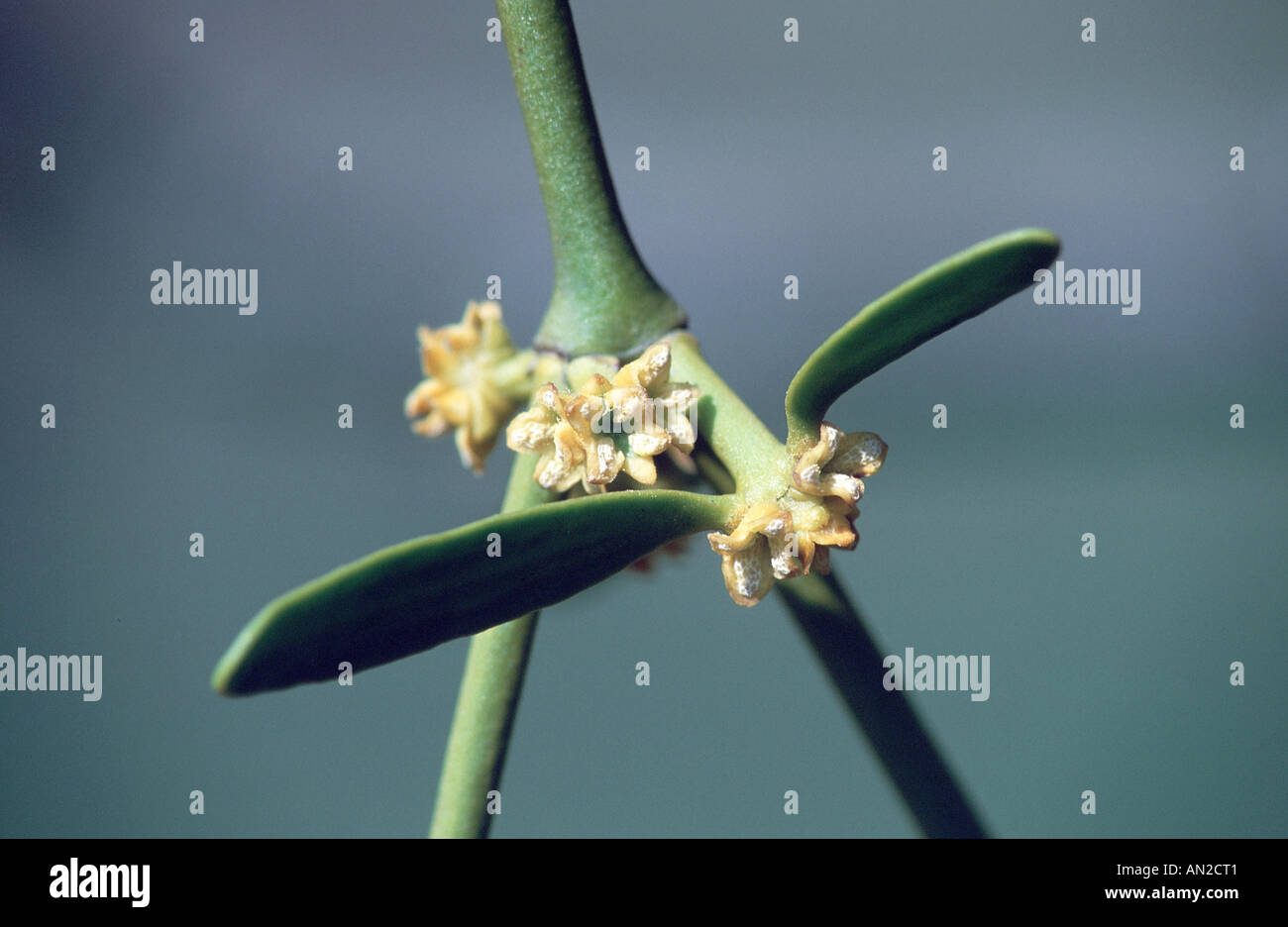 mistletoe (Viscum album subsp. album), male plant, blooming, Germany, Odenwald Stock Photo