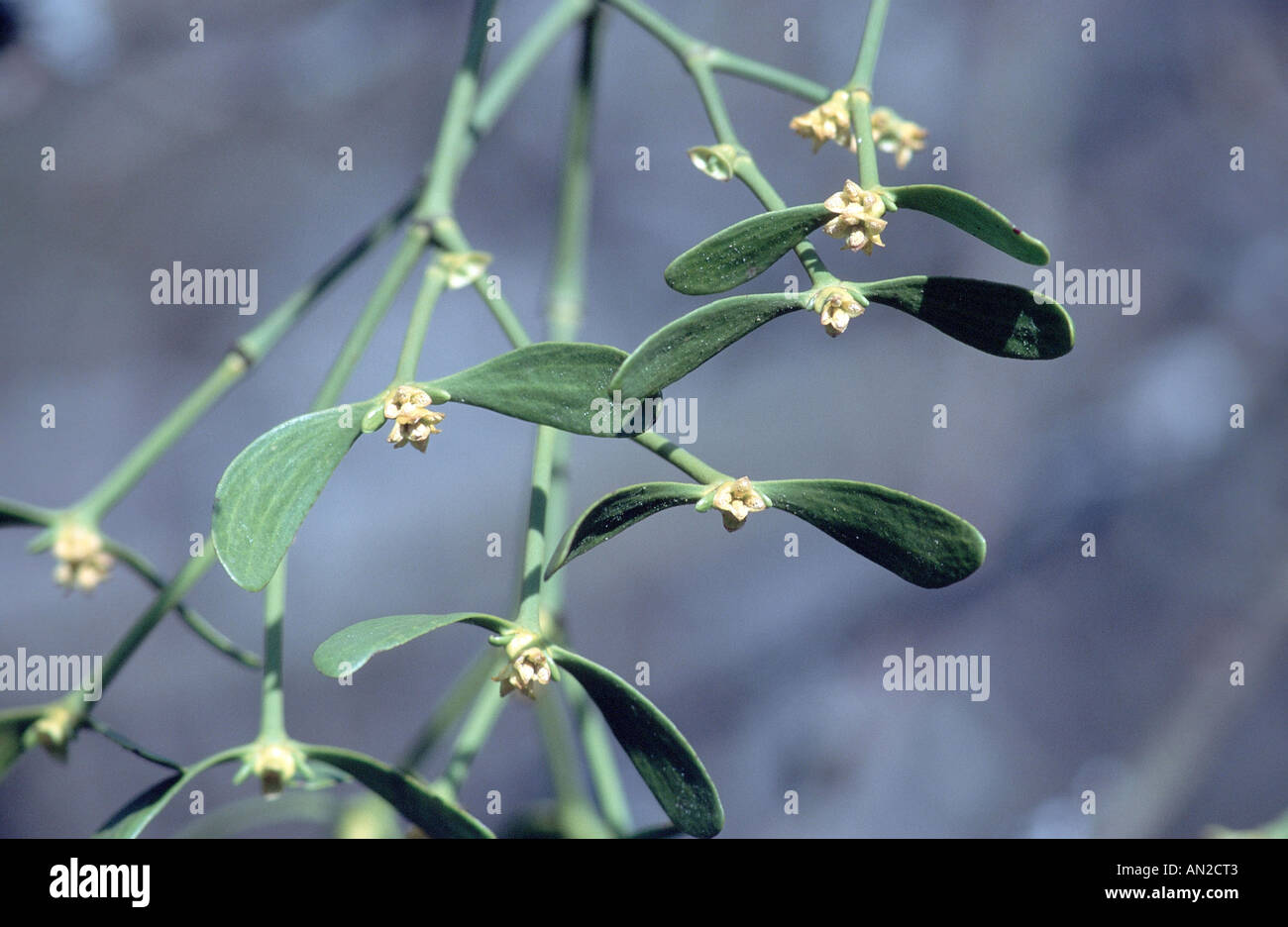 mistletoe (Viscum album subsp. album), male plant, blooming, Germany, Odenwald Stock Photo