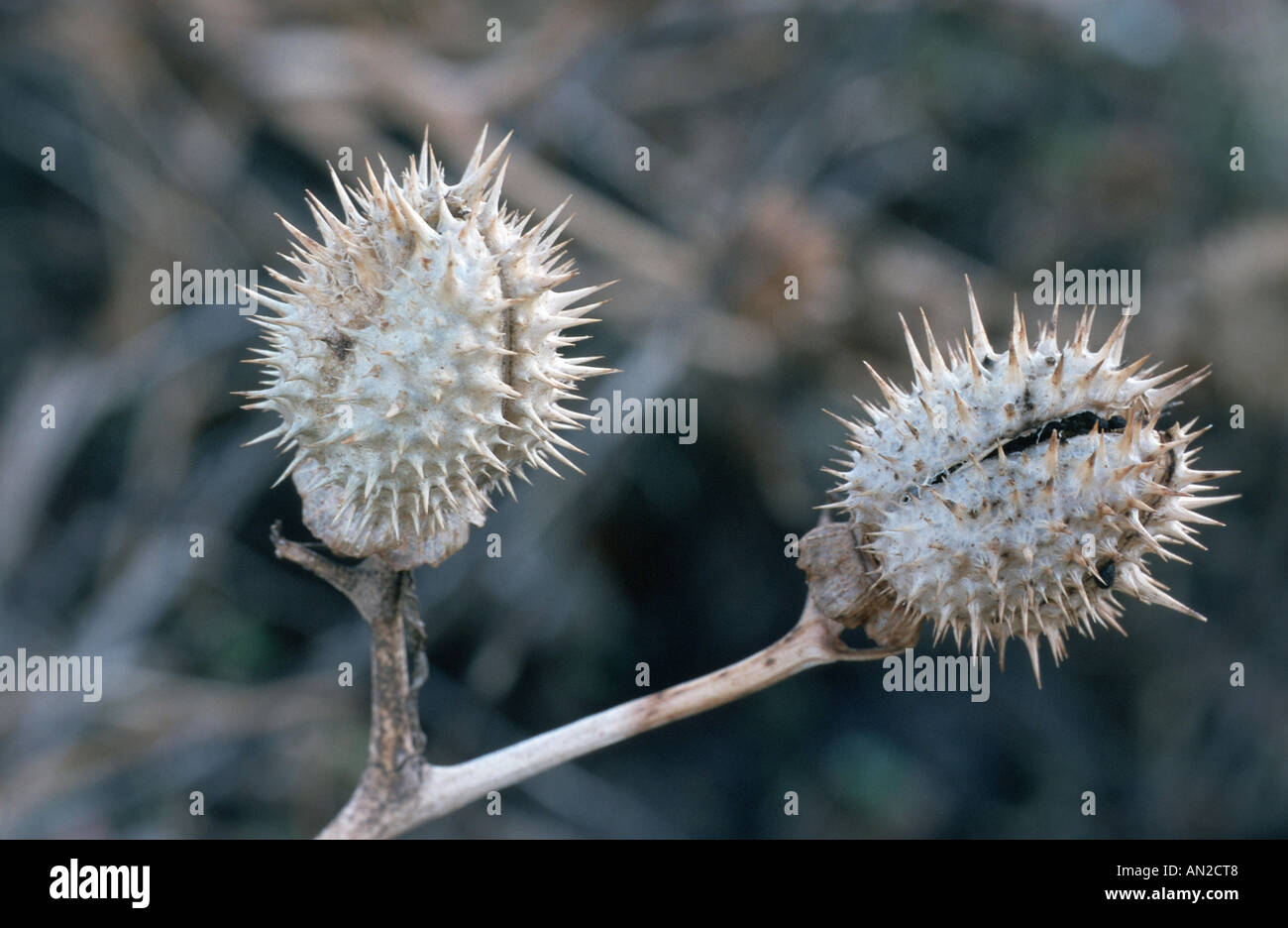 stramonium, jimsonweed, thornapple, jimson weed (Datura stramonium), fruits, Germany, Odenwald Stock Photo