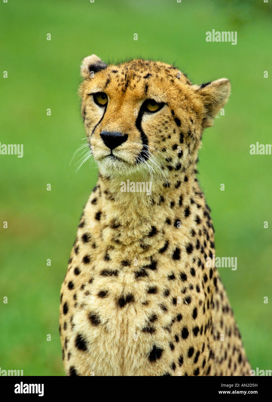 Gepard Acinonyx jubatus Cheetah Portrait Stock Photo