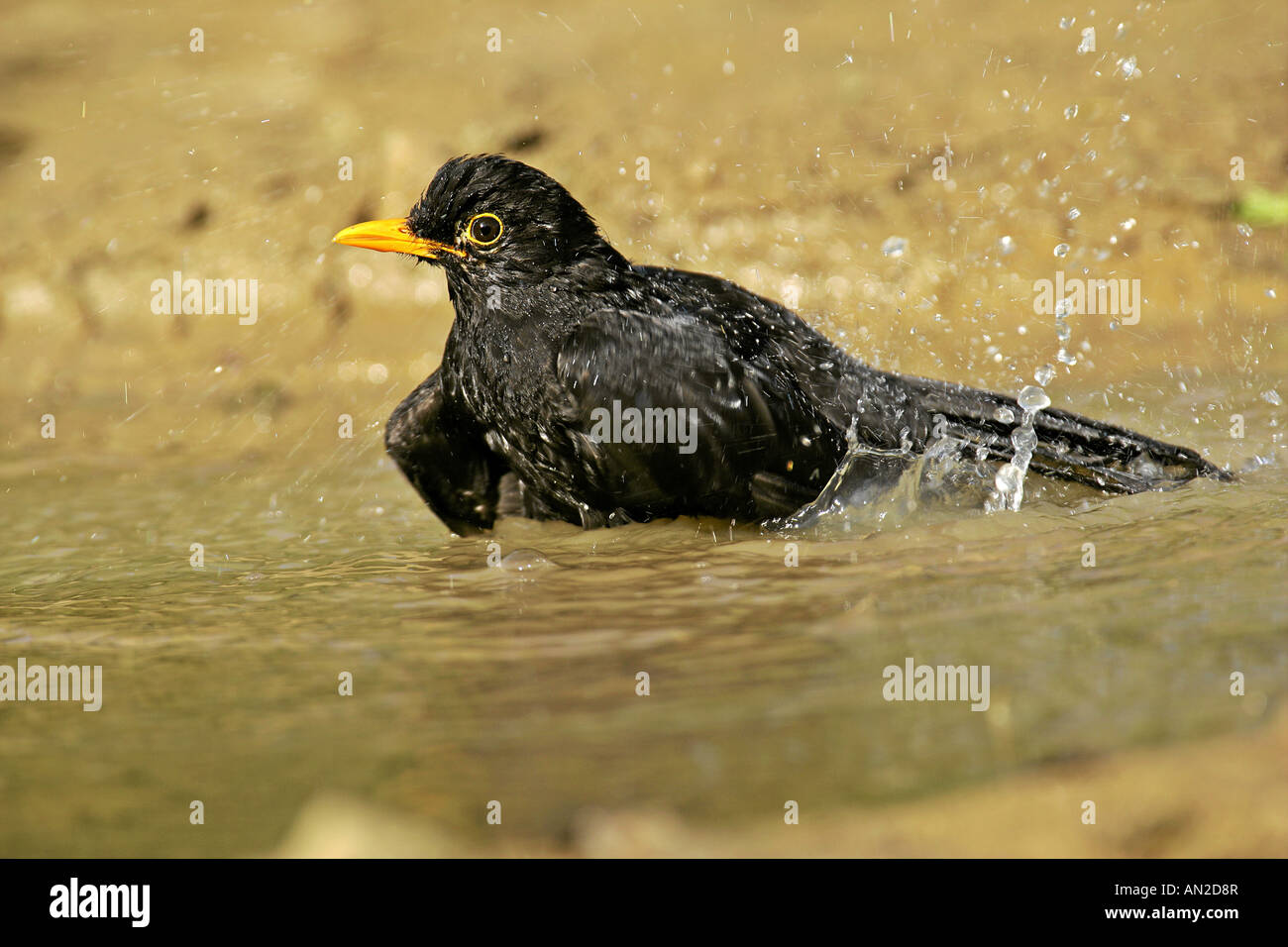 male Blackbird Turdus merula bathing in a rain puddle croatia Stock Photo