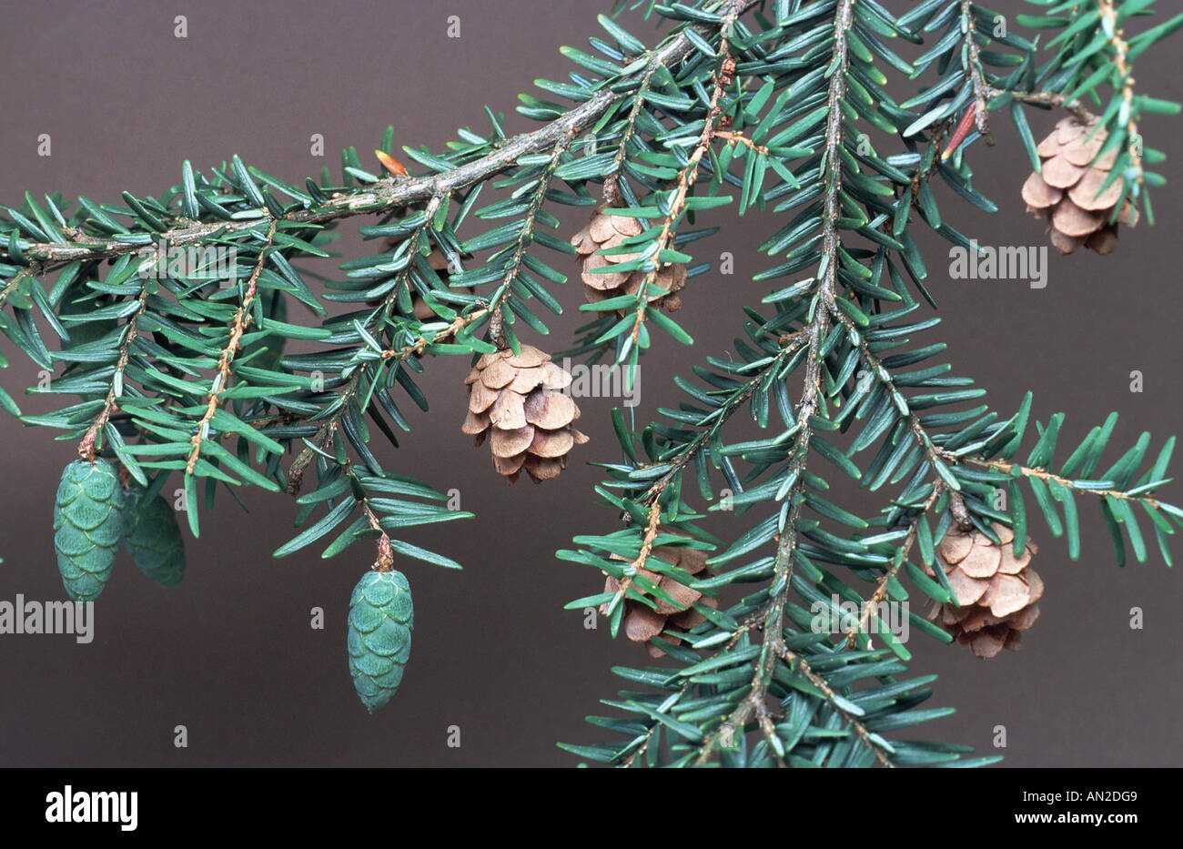 hemlock spruce, eastern hemlock (Tsuga canadensis), unripe an ripe cones, Germany, Spessart Stock Photo