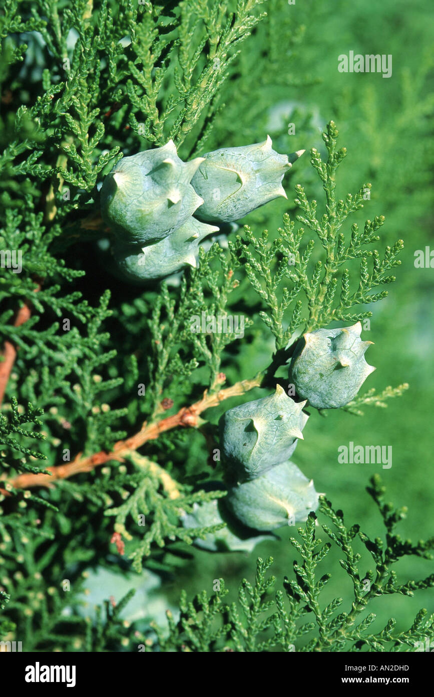 Chinese arbor vitae (Thuja orientalis, Platycladus orientalis), cones Stock Photo