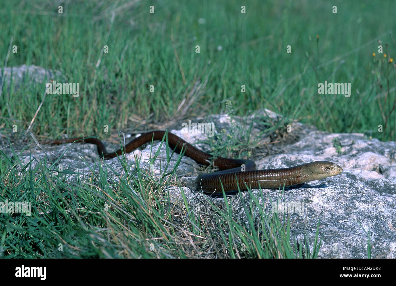 European glass lizard, armored glass lizard (Ophisaurus apodus), Greece