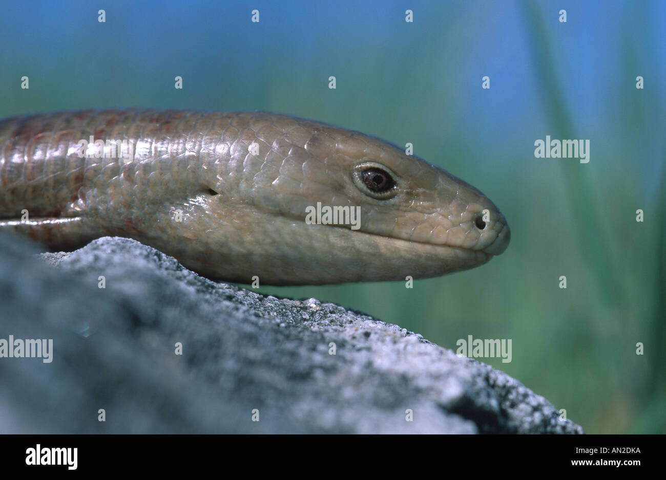 European glass lizard, armored glass lizard (Ophisaurus apodus), Greece