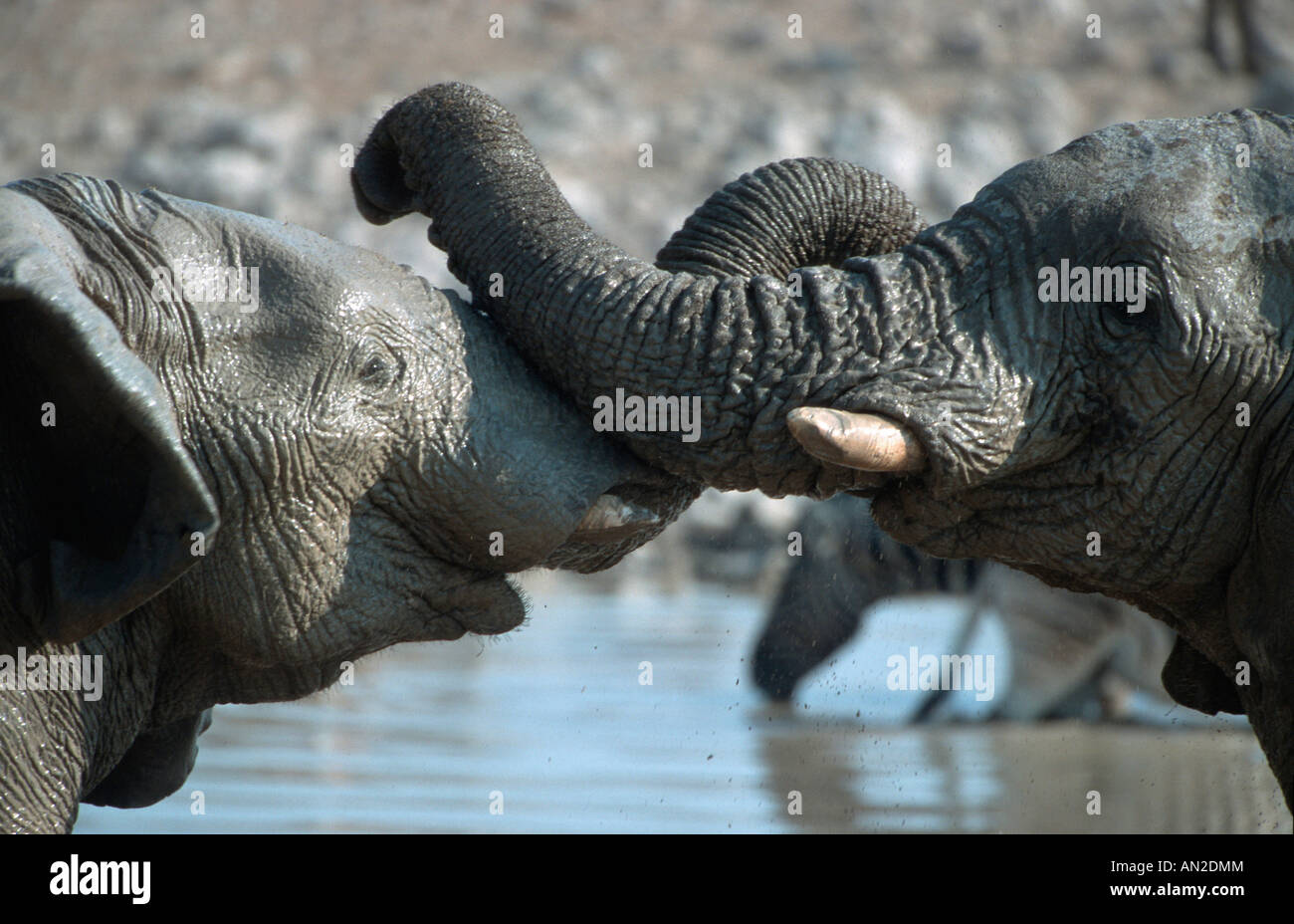 Afrikanische Elefanten african elephants Loxodonta africana Stock Photo