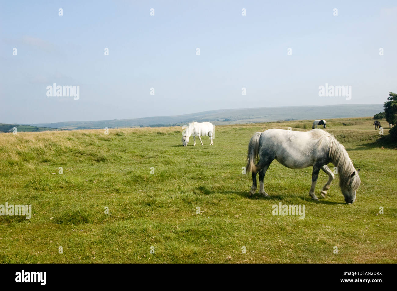 Dartmoor ponies grazing, Dartmoor National Park, Devon, England Stock