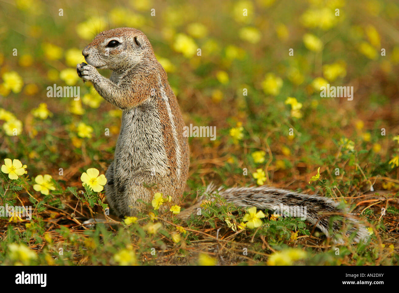 Afrika Cape Ground Squirrel Xerus inauris eating blossoms Etosha National Park Namibia Africa Stock Photo