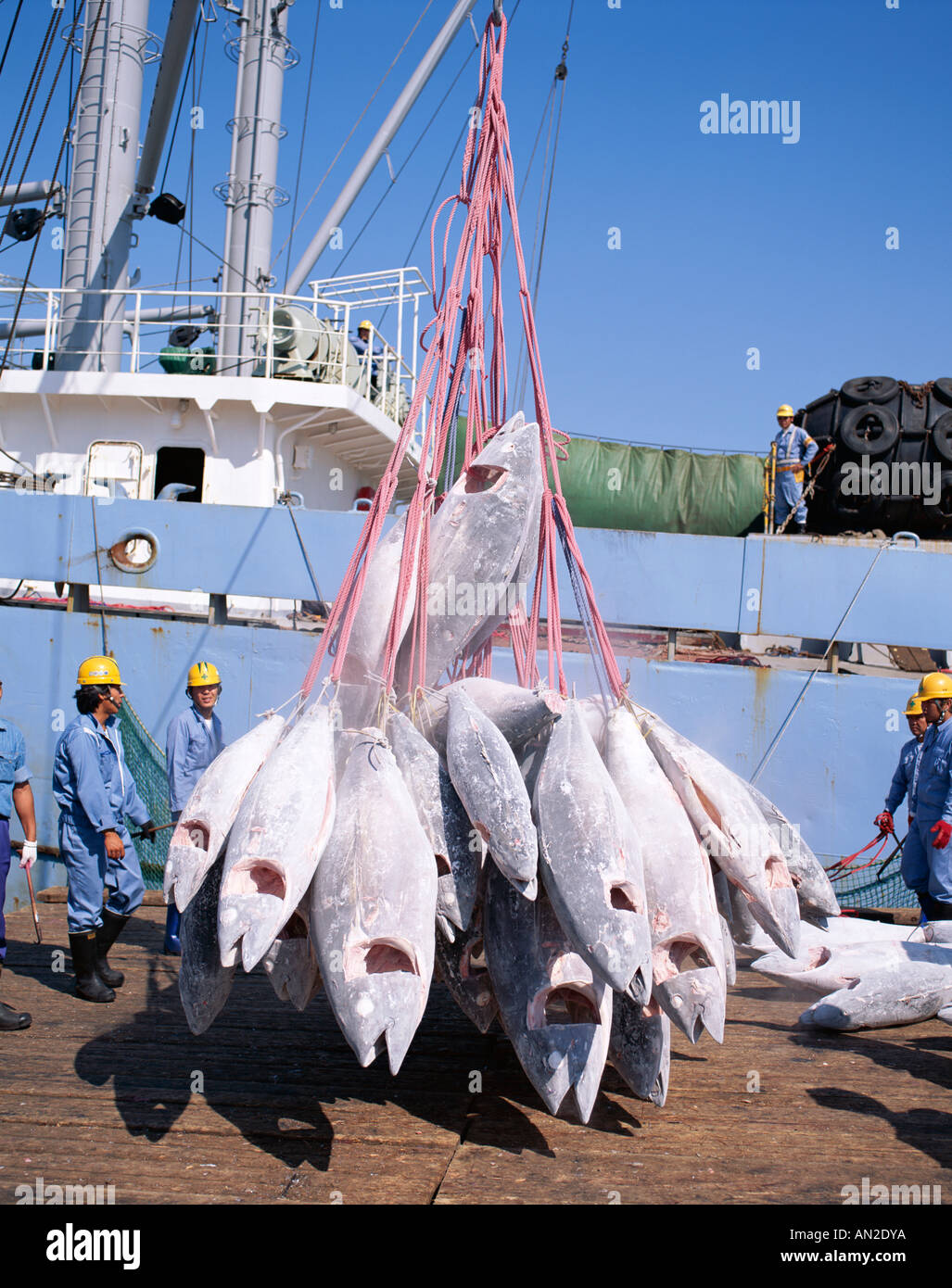 Fishing Port / Unloading Tuna, Shimizu, Honshu, Japan Stock Photo Alamy