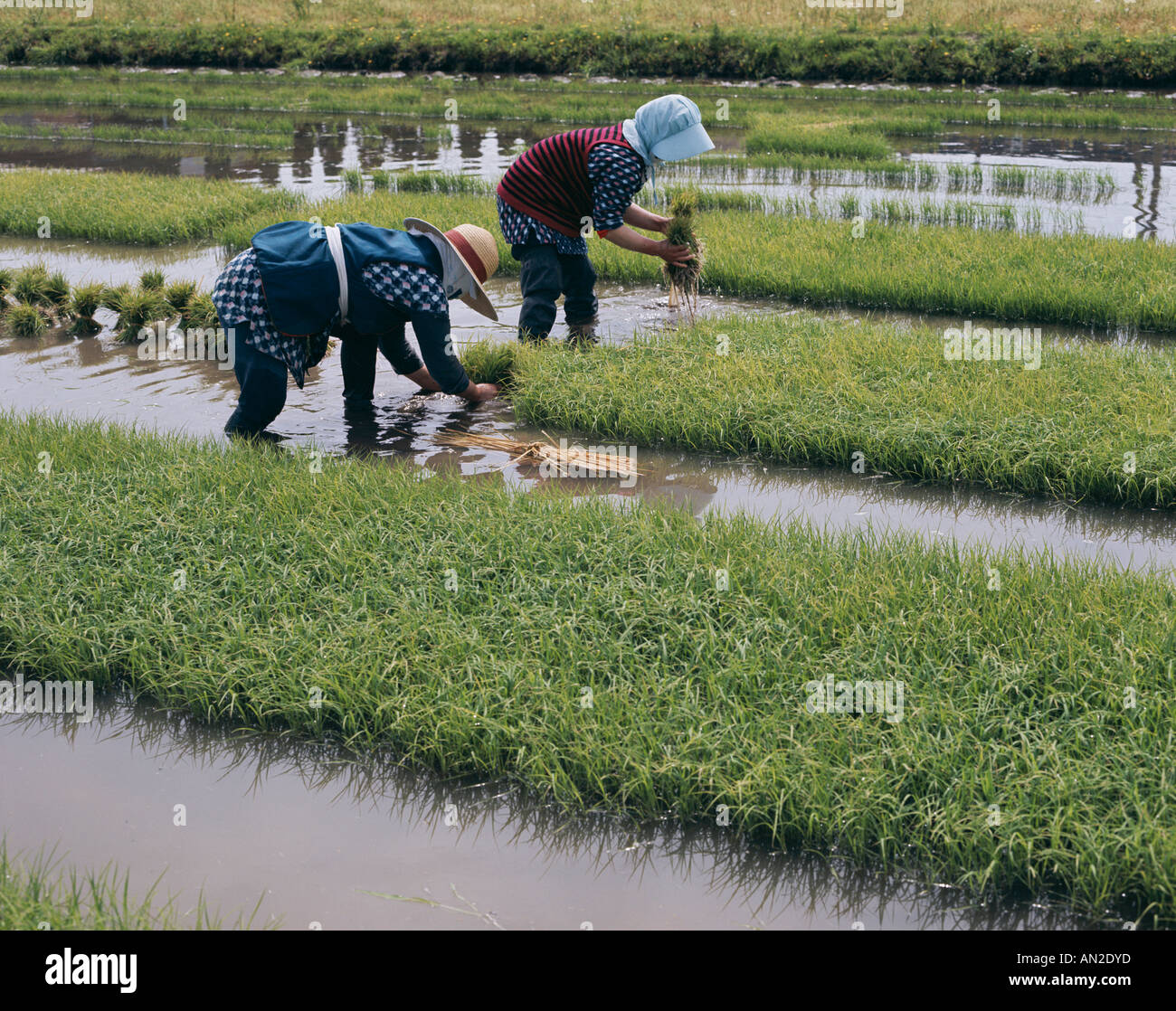 Farmers Rice Planting, Yamanashi, Honshu, Japan Stock Photo