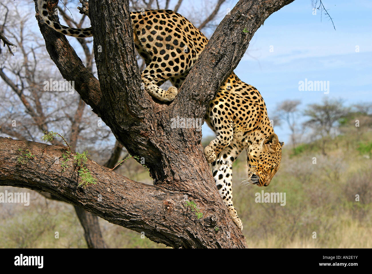 Leopard Panthera pardus Ostafrika East Africa Stock Photo