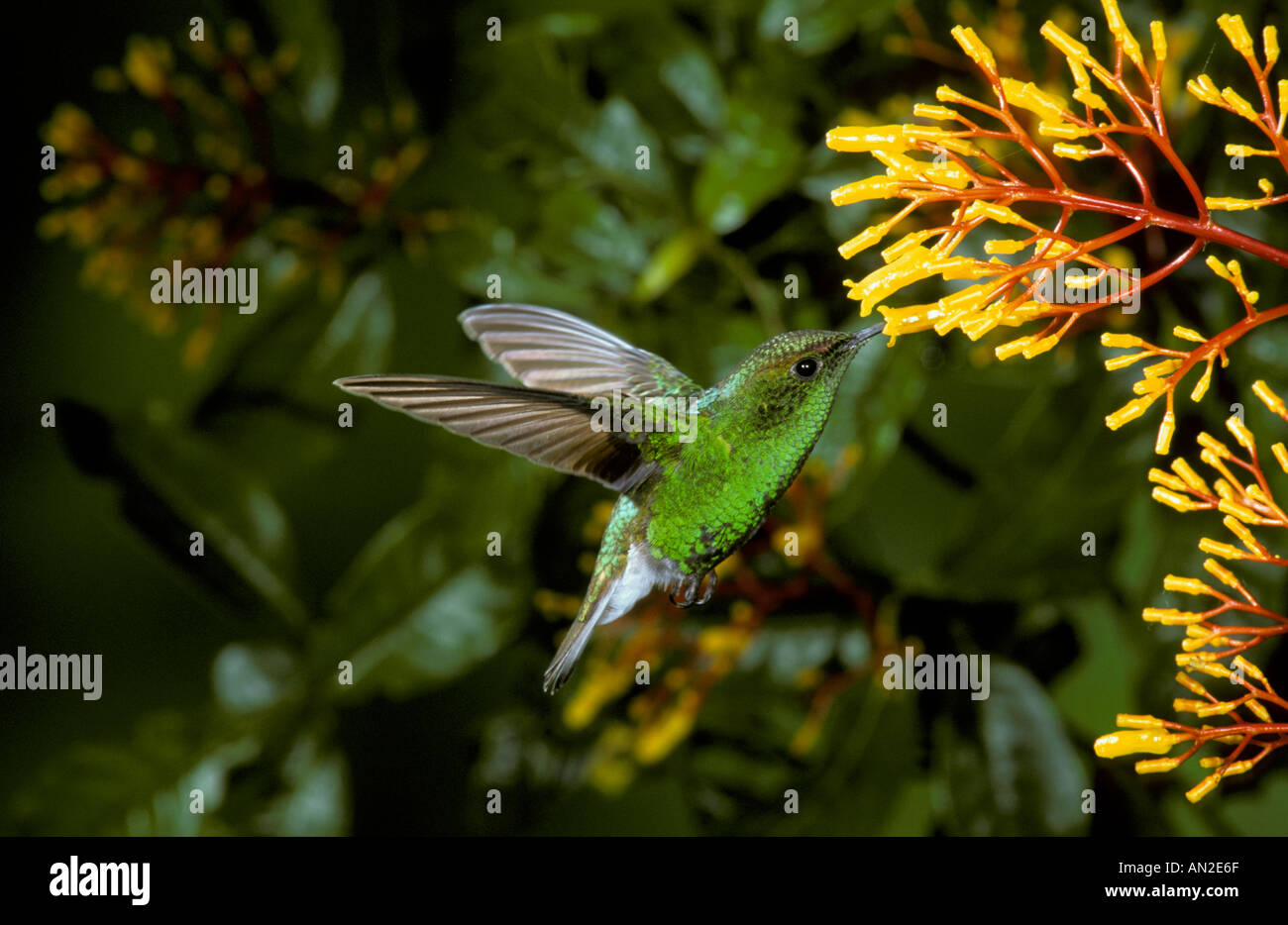 BIRD HUMMINGBIRD Coppery headed Emerald Stock Photo