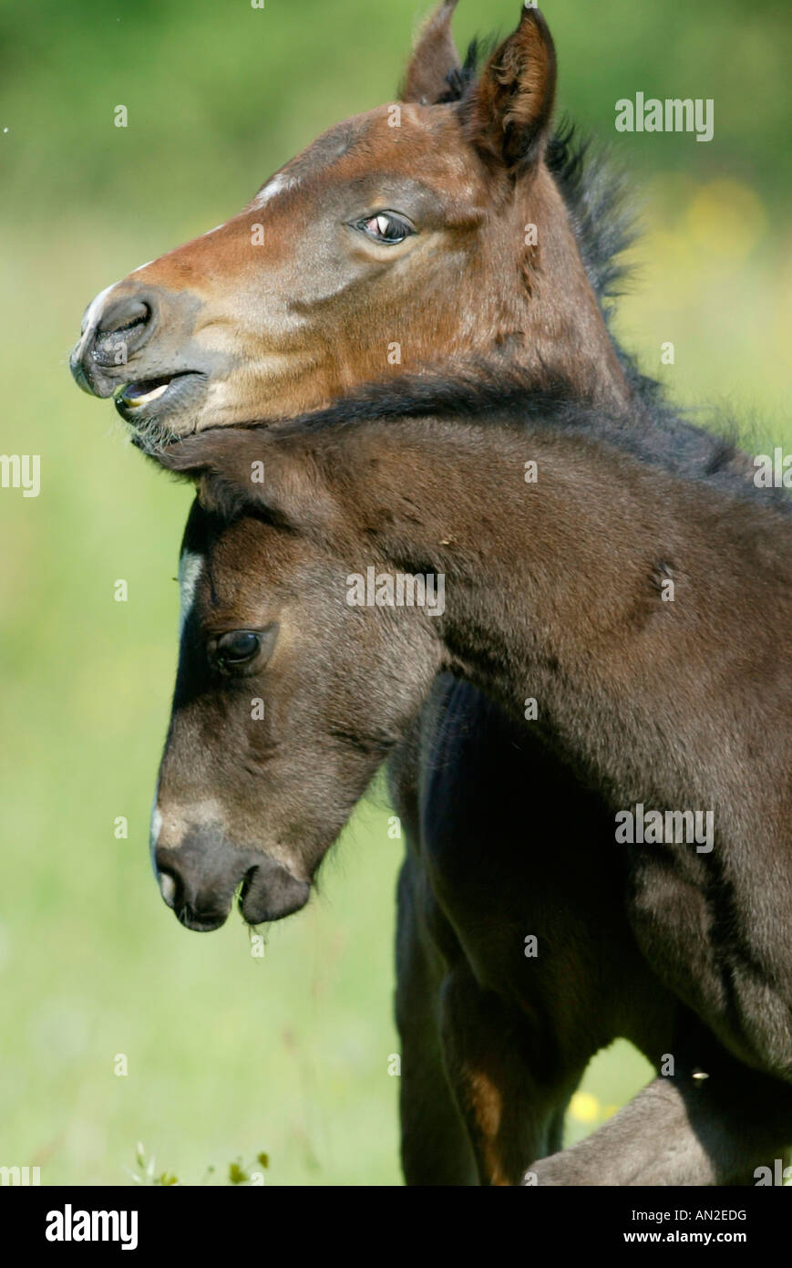 Deutsches Reitpony German Riding Pony Stock Photo