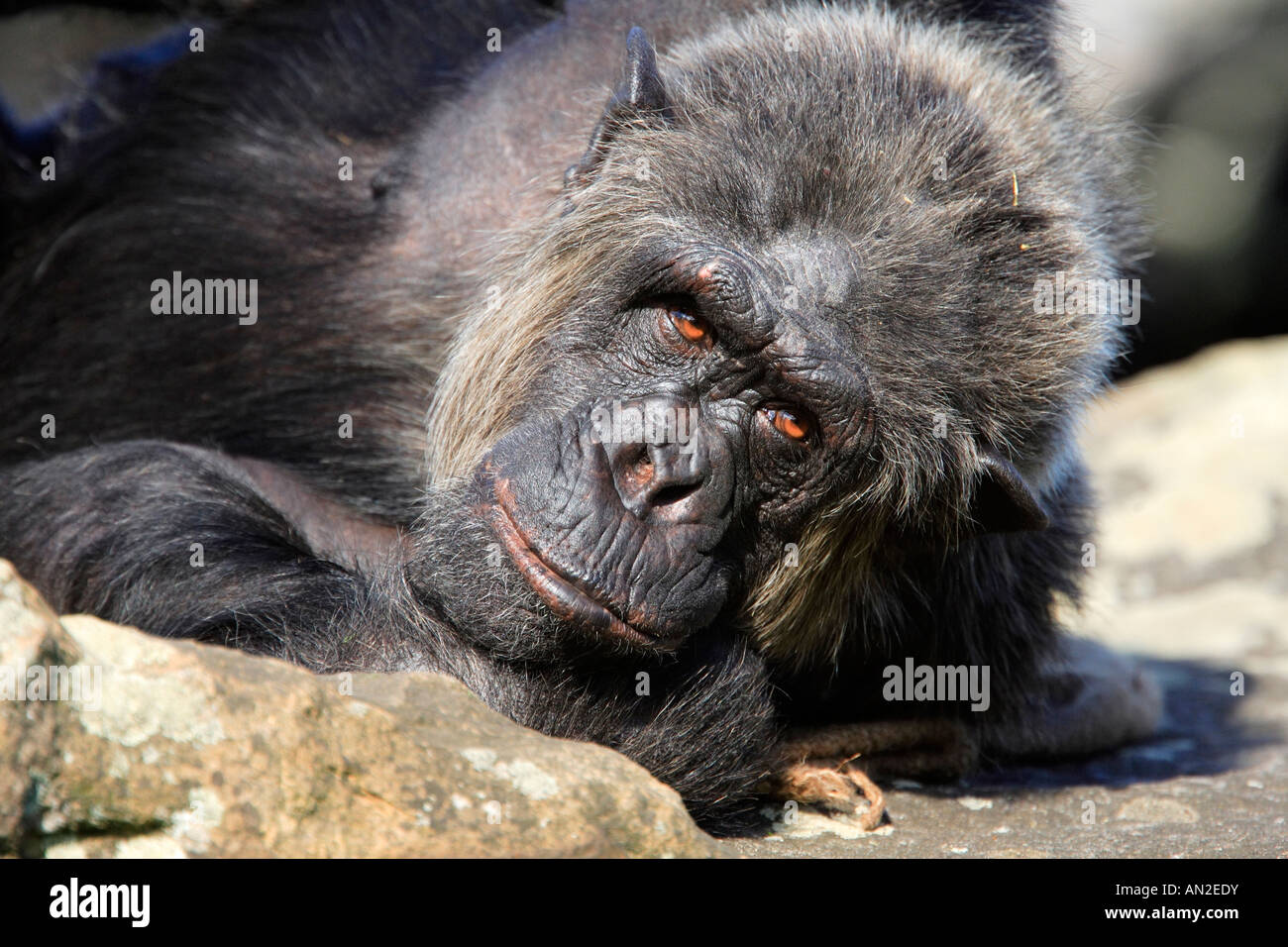 Schimpanse Pan Troglodytes Chimpanzee Stock Photo