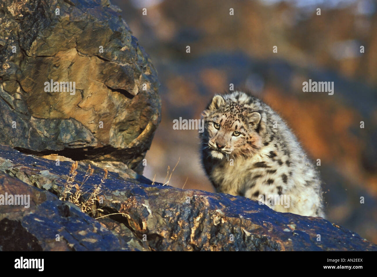 Snow leopard authentic wild Panthera uncia Schneeleopard Altai Mountains Mongolia Mongolei china Stock Photo