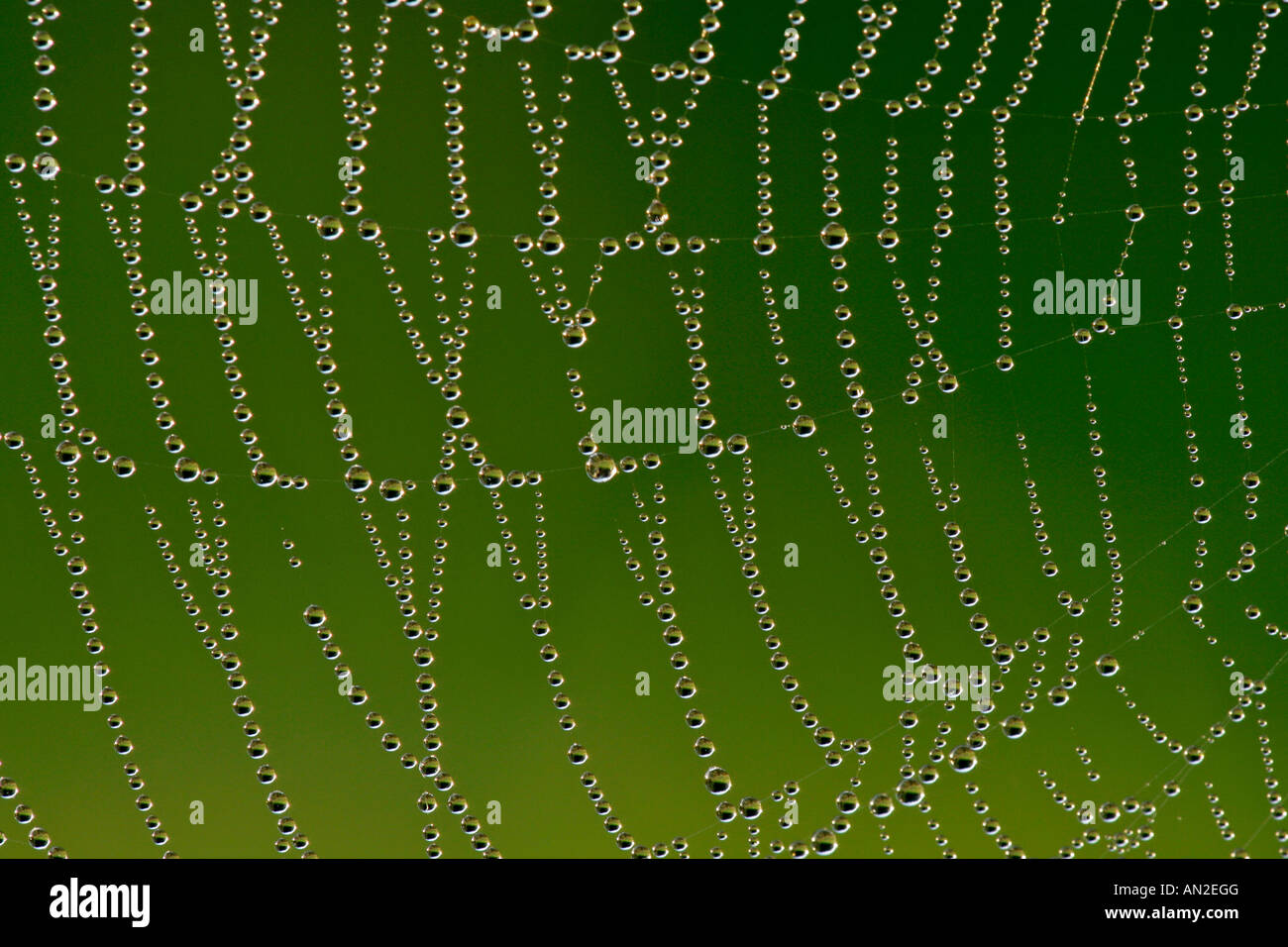 Spinnennetz mit Tautropfen Baden Wuerttemberg Deutschland cobweb with droplets of morning dew Baden Wuerttemberg Germany Stock Photo